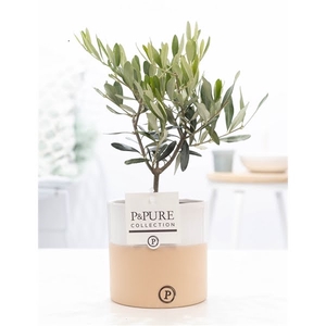 Olea Europaea in P&PURE Rosy ceramics