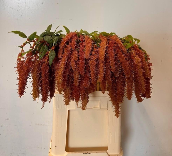 <h4>AMAR CA BROWN SPIDER</h4>