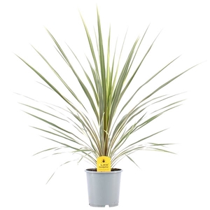 Cordyline Australis Variegata - 21cm