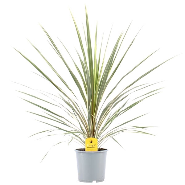 <h4>Cordyline Australis Variegata - 21cm</h4>