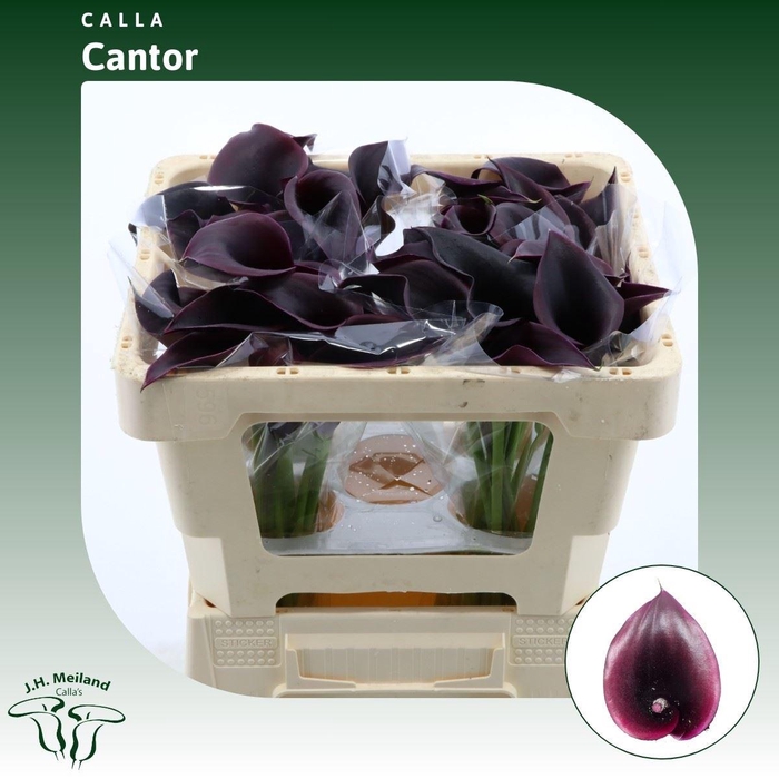 <h4>Calla Cantor</h4>