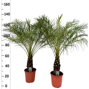 PHOENIX ROEBELENII