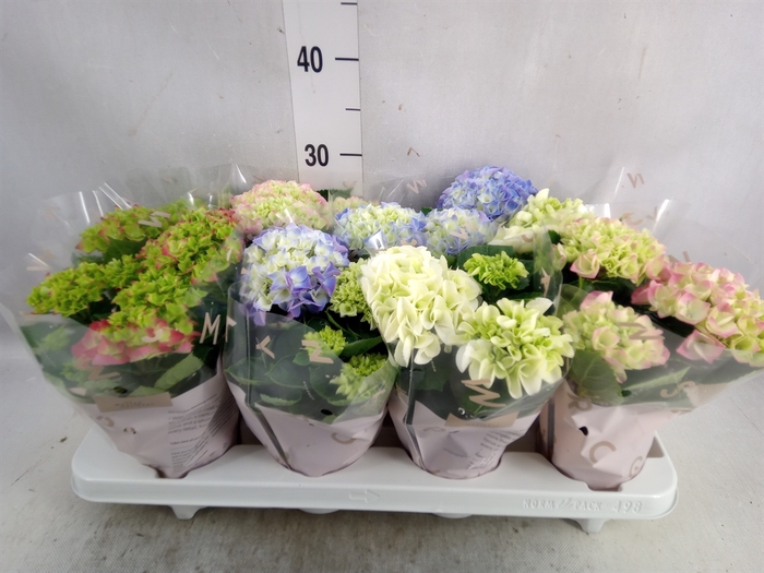 <h4>Hydrangea mac.   ...mix</h4>