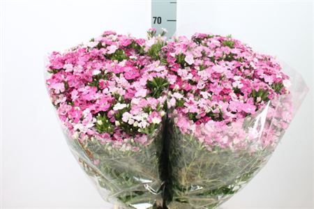 <h4>Di Barb Am Rose Magic</h4>