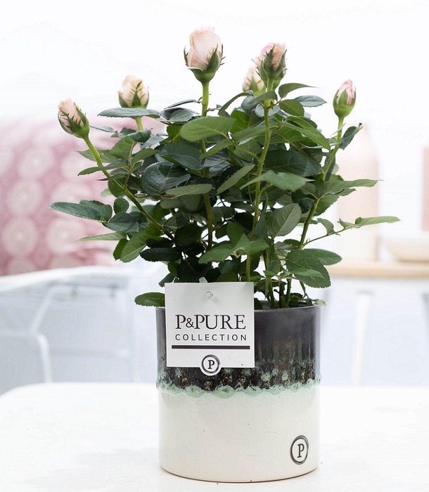 <h4>Rosa light pink in P&PURE Illusion cer. perfectly imperfectab</h4>