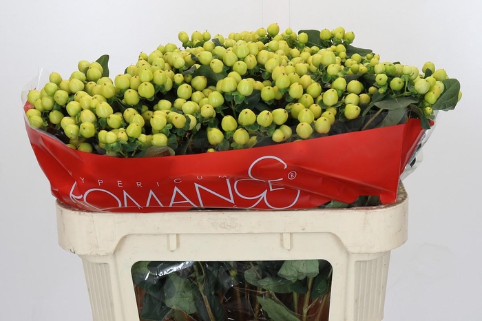 <h4>Hypericum Smiley Romance Spray</h4>