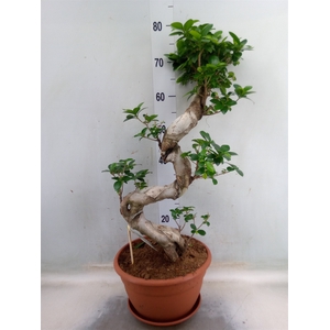 Ficus microcarpa 'Ginseng'