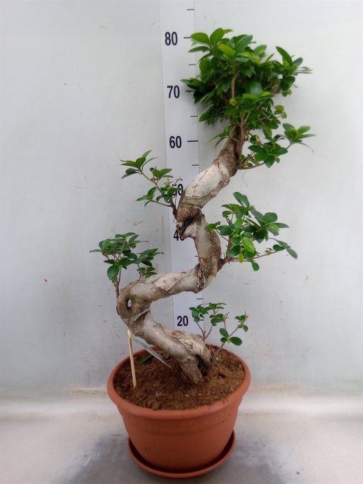 <h4>Ficus microcarpa 'Ginseng'</h4>