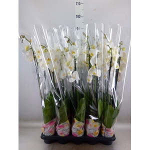 Phalaenopsis   ...white