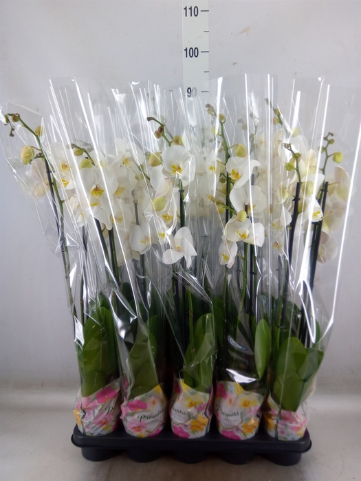 <h4>Phalaenopsis   ...white</h4>