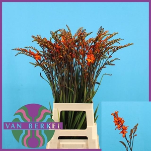 CROCOS EMBERGLOW