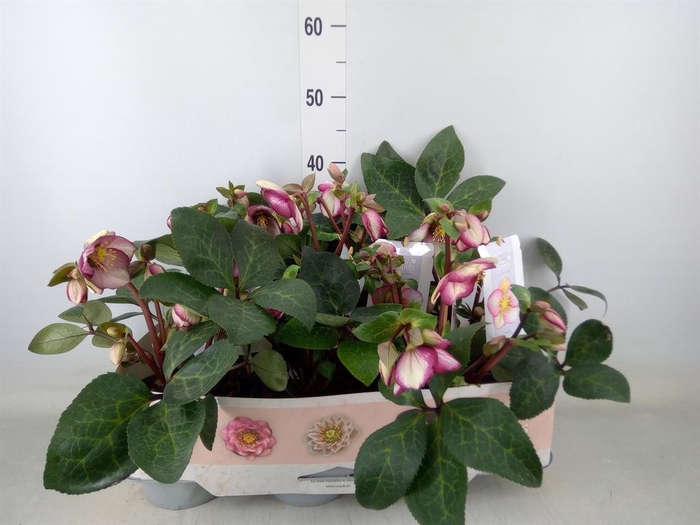 <h4>Helleborus   ...</h4>