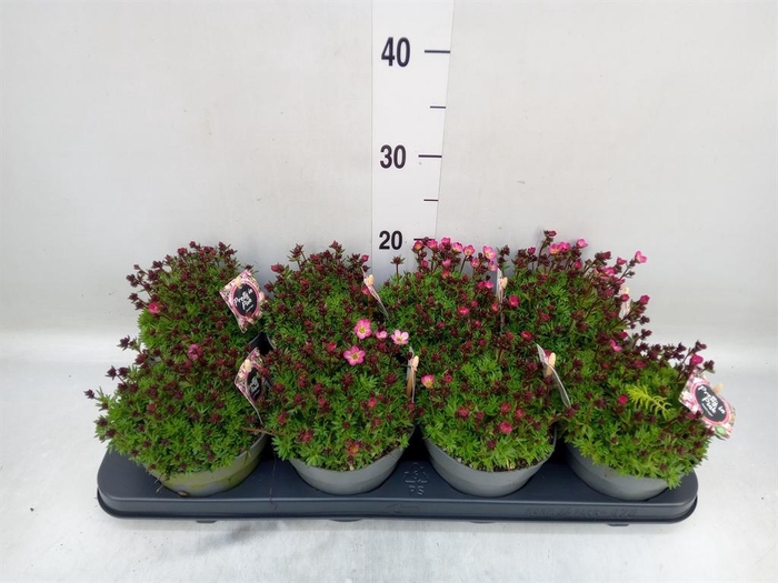 <h4>Saxifraga arend.</h4>