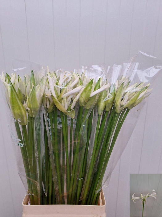 <h4>NE BO ADELE</h4>