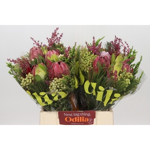 BQ Protea 3 Flowers Tint