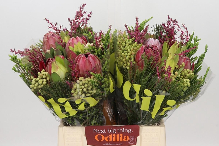 <h4>BQ Protea 3 Flowers Tint</h4>