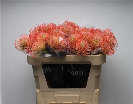 <h4>Leuco Ayoba Pink</h4>