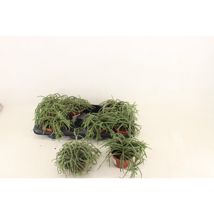 <h4>RHIPSALIS BACCIFERA</h4>