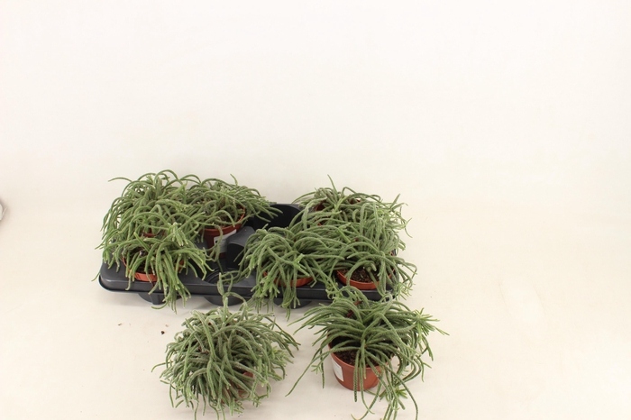 RHIPSALIS BACCIFERA