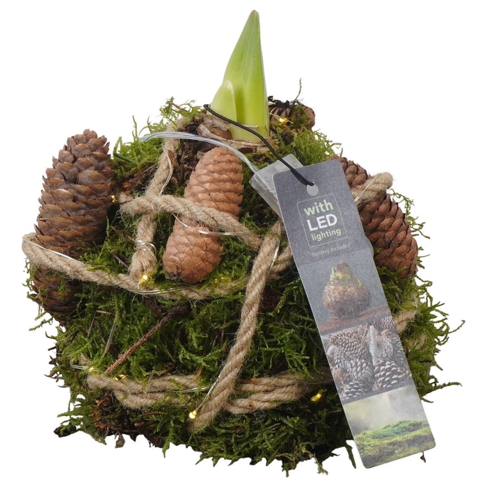 <h4>Arr. Kerst L%</h4>