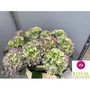 Hydrangea Macr Verena Blue Classic