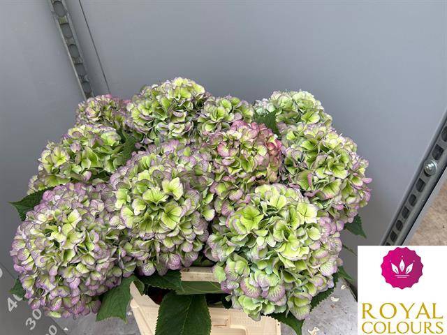 <h4>Hydrangea Macr Verena Blue Classic</h4>
