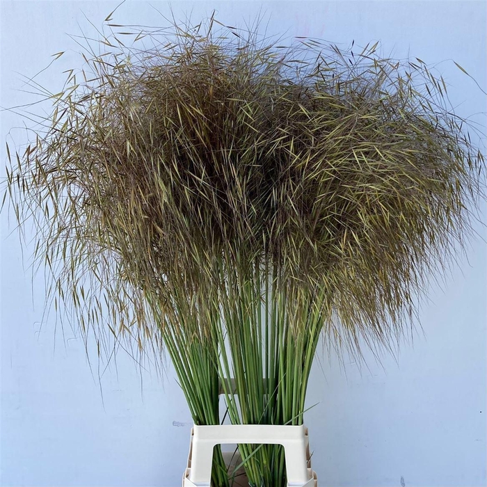 <h4>Siergras Stipa Gigantea</h4>