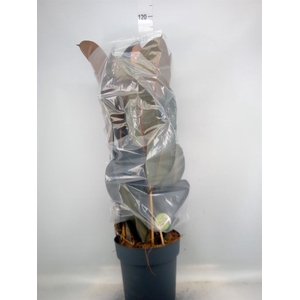 Ficus elastica 'Abidjan'