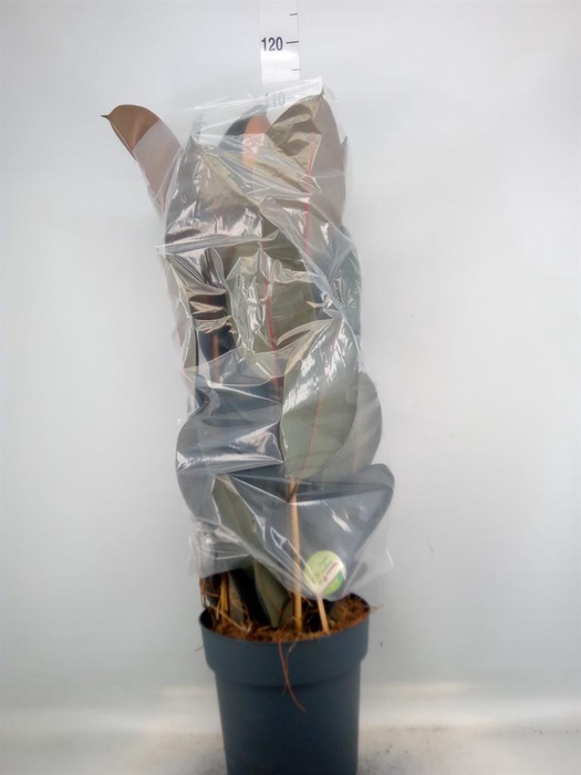 <h4>Ficus elastica 'Abidjan'</h4>