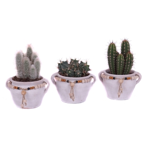 Cactus mix 12 cm in teno kruik