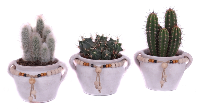<h4>Cactus mix 12 cm in teno kruik</h4>