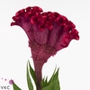 CELOSIA ARG. CR 'TURBO SCARLET' 20cm
