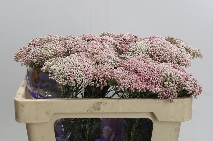 Ozothamnus Cooks Pink