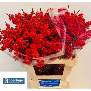 Ilex verticillata L 6 IA