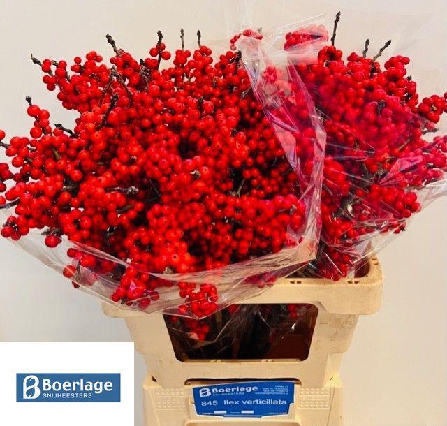 <h4>Ilex verticillata L 6 IA</h4>