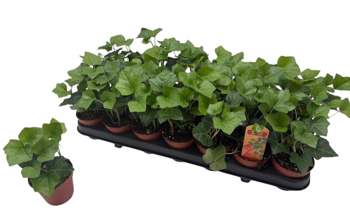 <h4>HEDE HIBERNICA</h4>