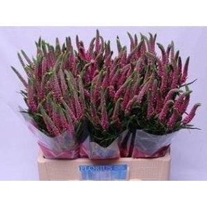Veronica pink