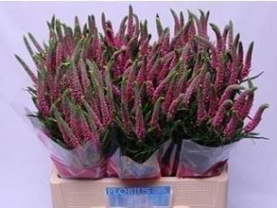 <h4>Veronica pink</h4>