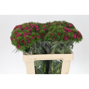 Di Barb Cerise Lord Bre X80