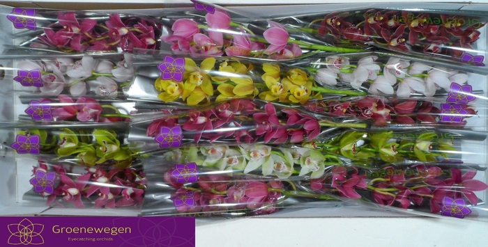 <h4>CYMB MI GEM</h4>