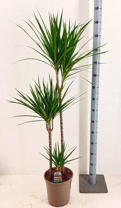 <h4>DRA MARGINATA</h4>