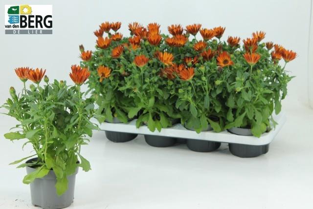 <h4>OSTEO MA ORAN FLARE</h4>