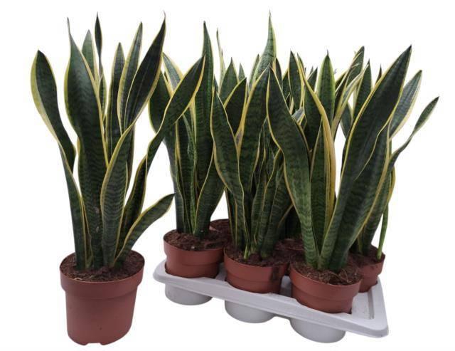 <h4>SANSEV LAURENTII</h4>