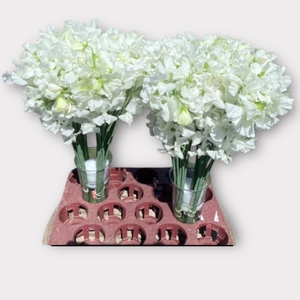 LATHYR WI SUNS WHITE