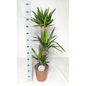 YUCCA