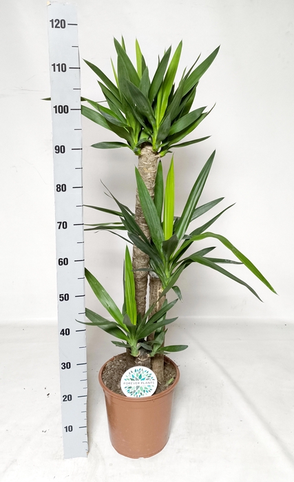 <h4>YUCCA</h4>
