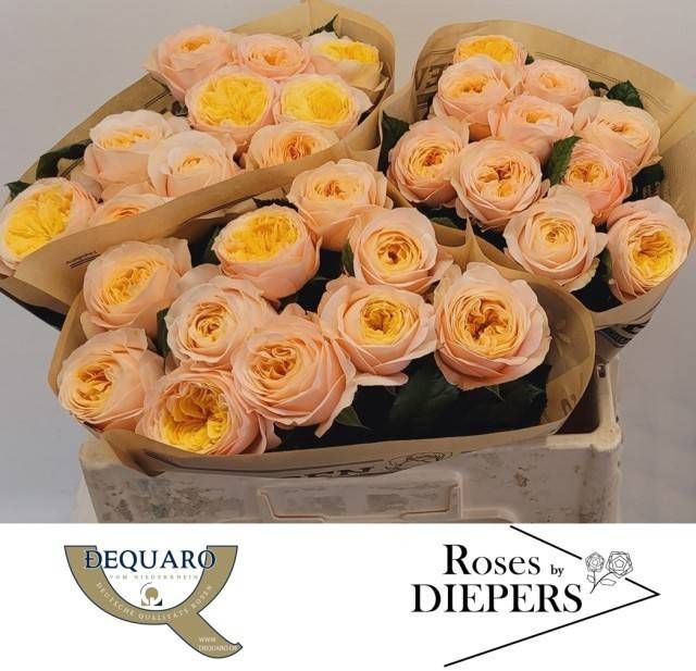 <h4>R Tr Chester Square Diepers</h4>