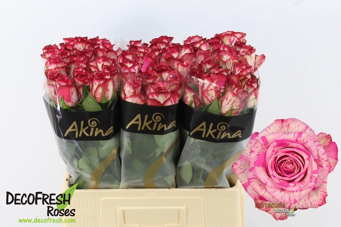 <h4>R Gr Barracuda</h4>