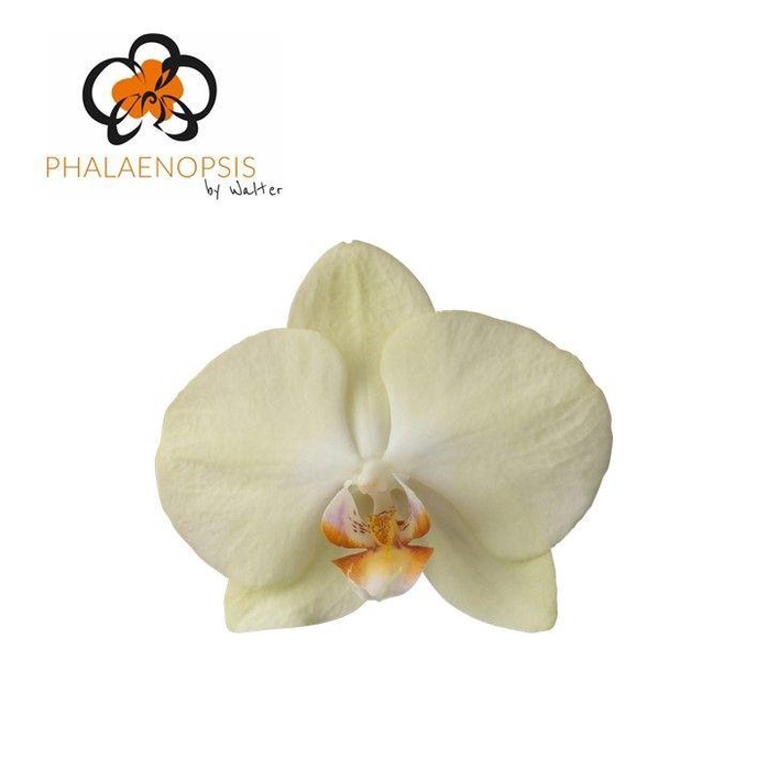 <h4>Phalaenopsis Rising Sun</h4>