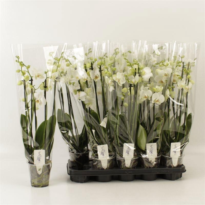 <h4>PHAL OV WIT</h4>